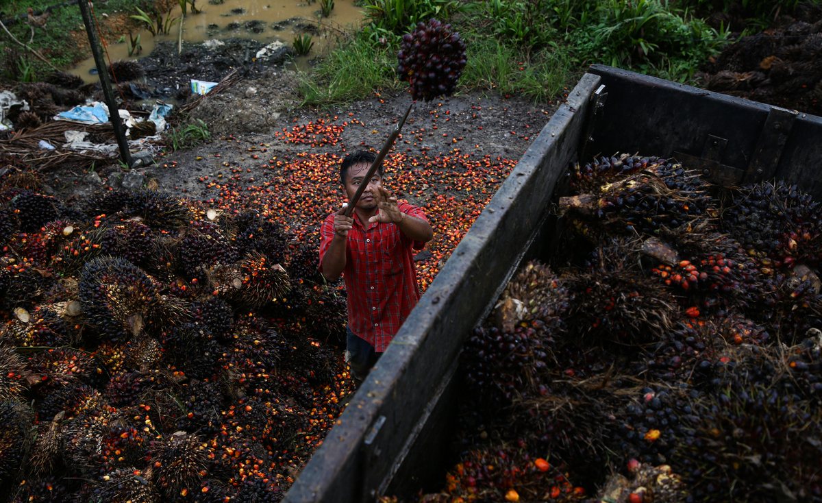 Tak Bermitra dengan Pabrik, Petani Sawit di Kaltim Rentan Dipermainkan