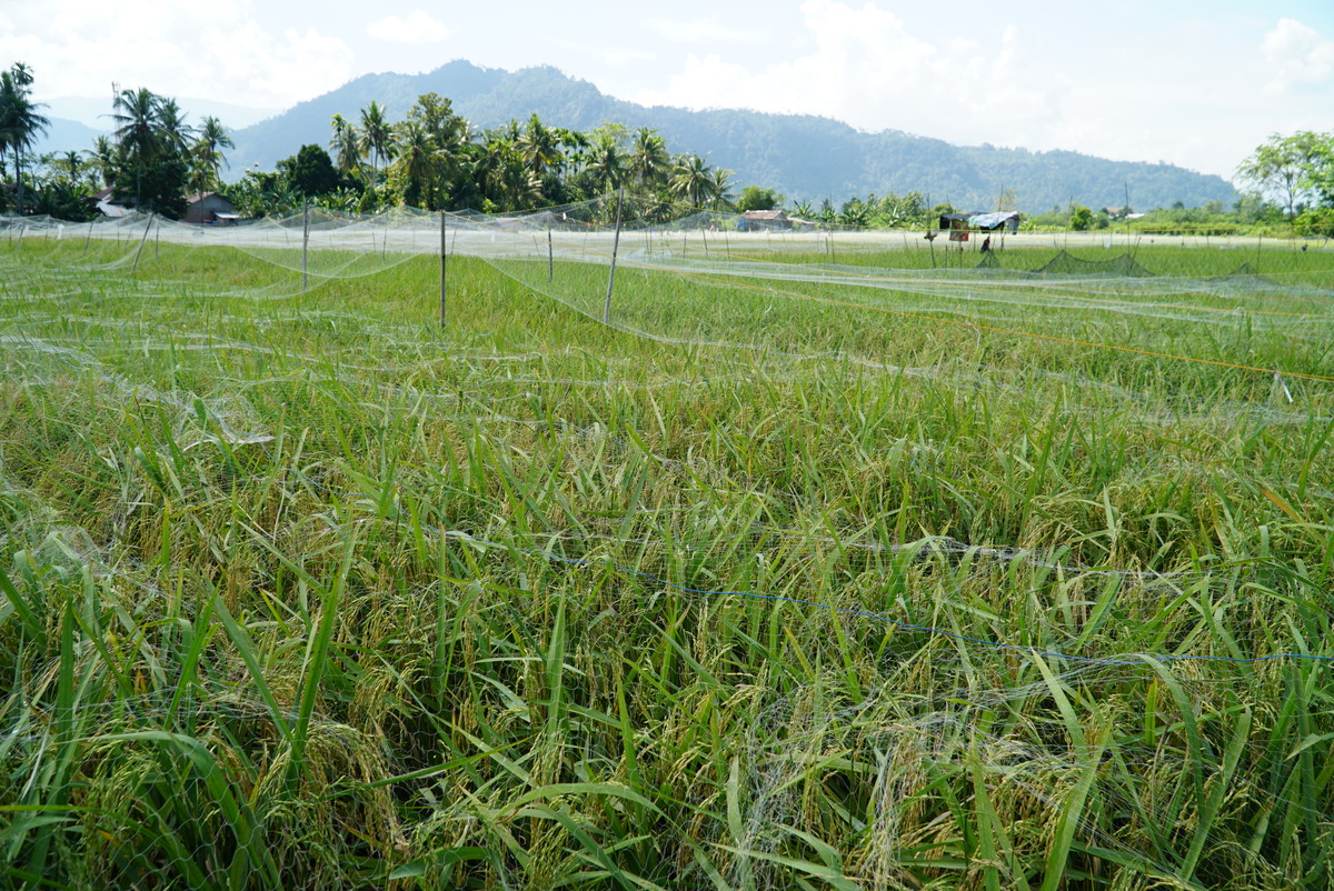 Teluku untuk artikel Merintis Kedaulatan Petani dengan Metode Sawah Pokok Murah